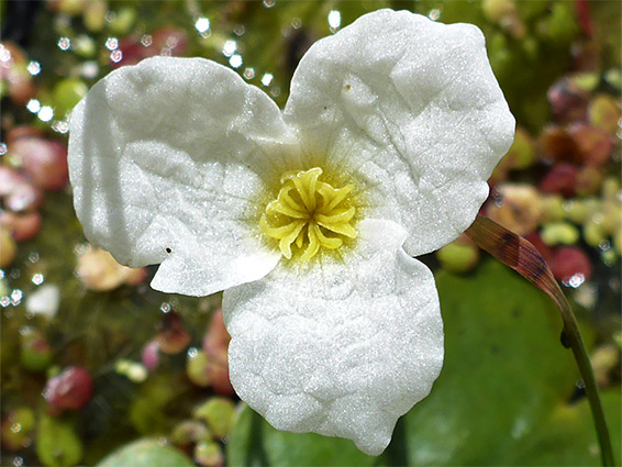 Frogbit (hydrocharis morsus-ranae), Magor Marsh, Newport