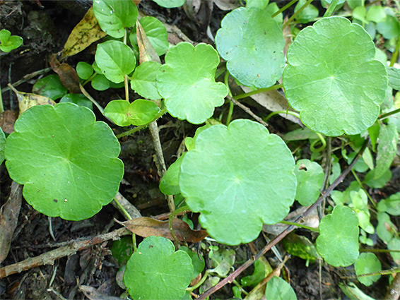 Hydrocotyle vulgaris (marsh pennywort), Cannop Bridge Marsh, Gloucestershire