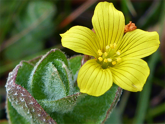 Hypericum elodes (marsh St John's-wort), Yarty Moor, Somerset