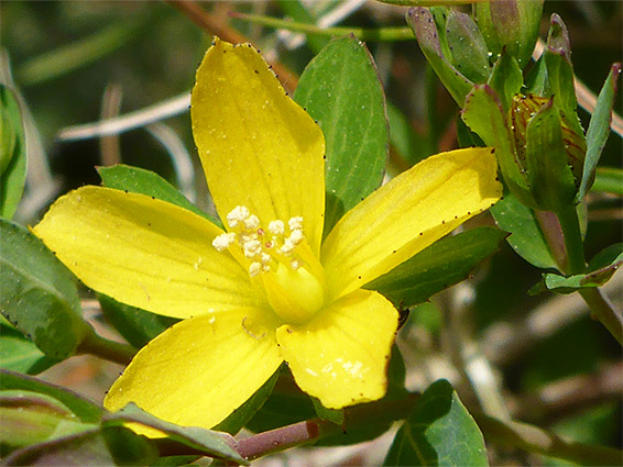 Trailing st john's-wort (hypericum humifusum), Carn Euny, Cornwall