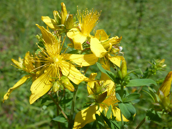 Hypericum maculatum (imperforate St John's-wort), Dixton Embankment, Monmouthshire