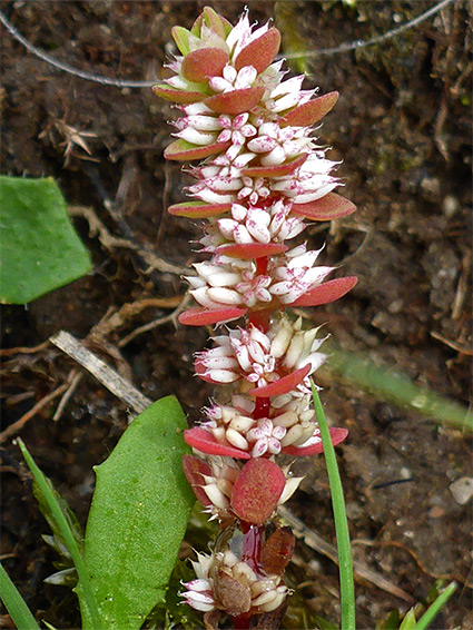 Coral necklace (illecebrum verticillatum), Pilley Pond, New Forest, Hampshire