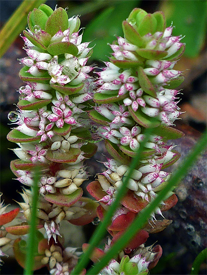 Pinkish-white flowers