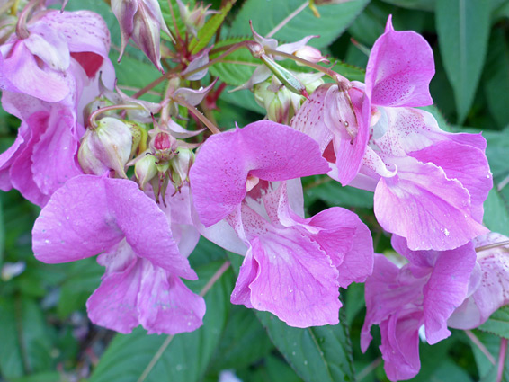 Himalayan balsam (impatiens glandulifera), Glenthorne Beach, Somerset