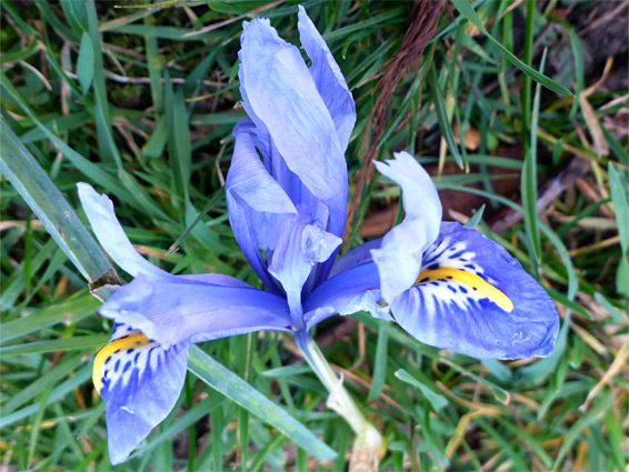 Iris reticulata, netted iris, Stoke Gifford, Gloucestershire