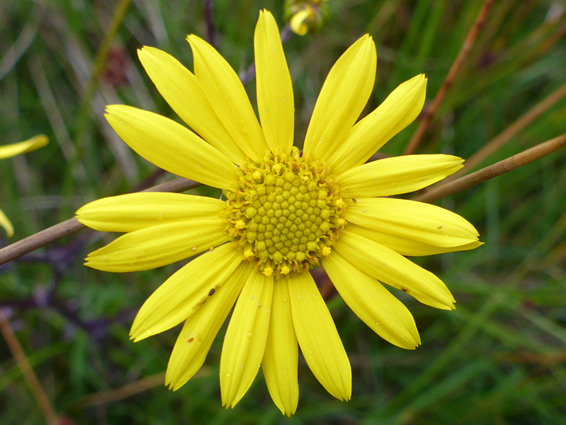 Jacobaea aquatica (marsh ragwort), Cwm Cadlan, Powys