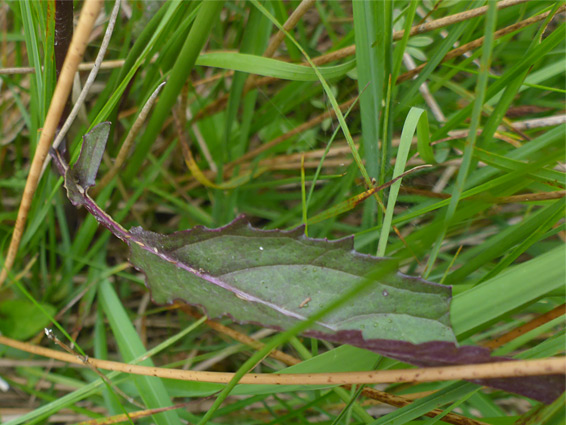 Toothed leaf