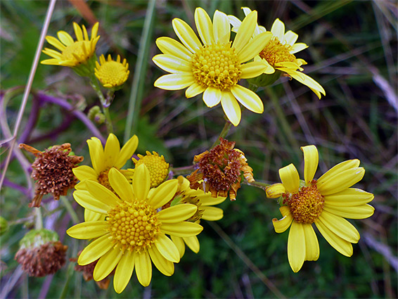 Yellow flowerheads