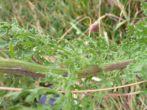 Stem and leaves