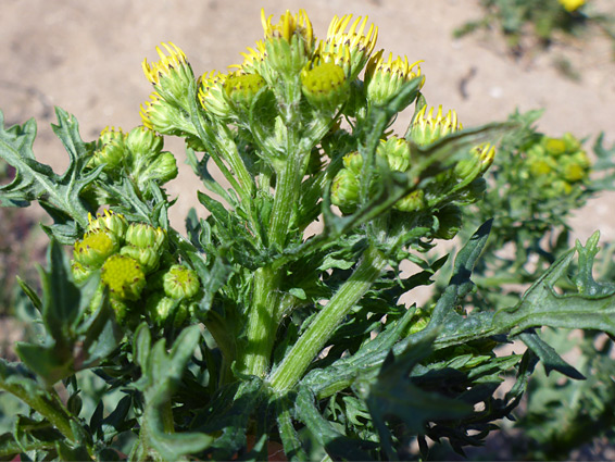 Many flowerheads