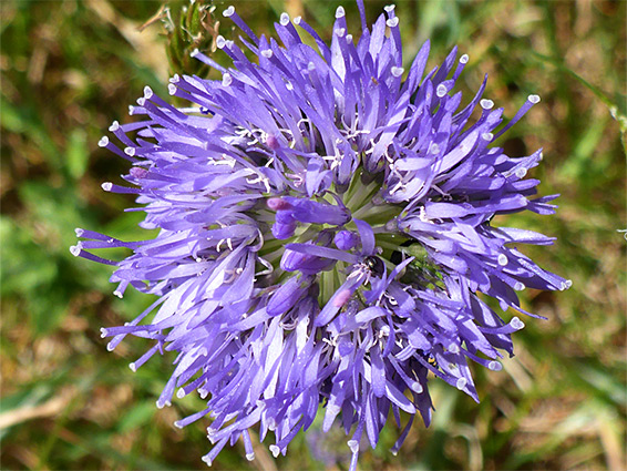 Sheep's-bit scabious (jasione montana), East Cleave, Devon