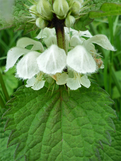 Lamium album (white dead-nettle), Stoke Gifford, Gloucestershire