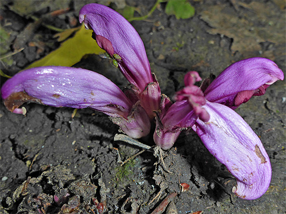 Purple toothwort (lathraea clandestina), River Trym, Bristol