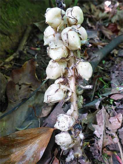 White fruit