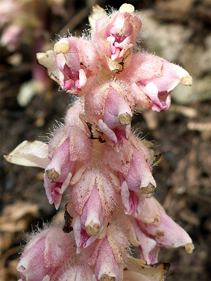 Lathraea squamaria (common toothwort), Avon Gorge, Somerset