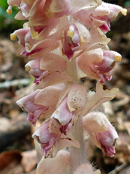 Pinkish-white flowers