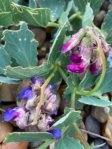 Lathyrus japonicus (sea pea), North Warren Nature Reserve, Suffolk