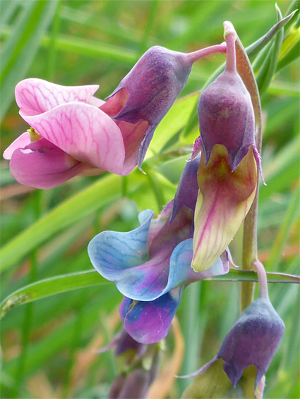 Bitter vetch (lathyrus linifolius), Dundry Slopes, Bristol