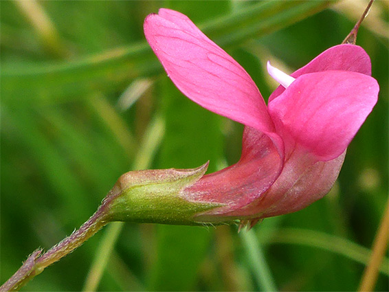 Grass vetchling (lathyrus nissolia), Pilning, South Gloucestershire