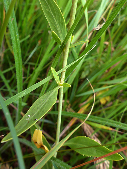 Alternate leaves