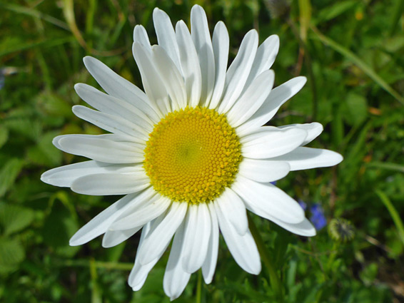 Oxeye daisy (leucanthemum vulgare), Sand Point, Somerset