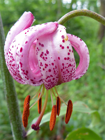 Lilium martagon (martagon lily), Lippets Grove, Gloucestershire