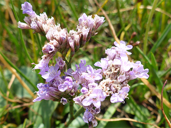 Sea-lavender (limonium vulgare), Walborough Nature Reserve, Somerset