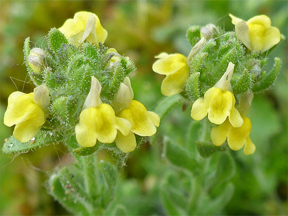 Linaria arenaria (sand toadflax), Braunton Burrows, Devon