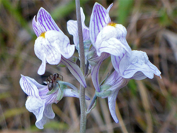 Pale toadflax (linaria repens), Stoke Gifford, South Gloucestershire