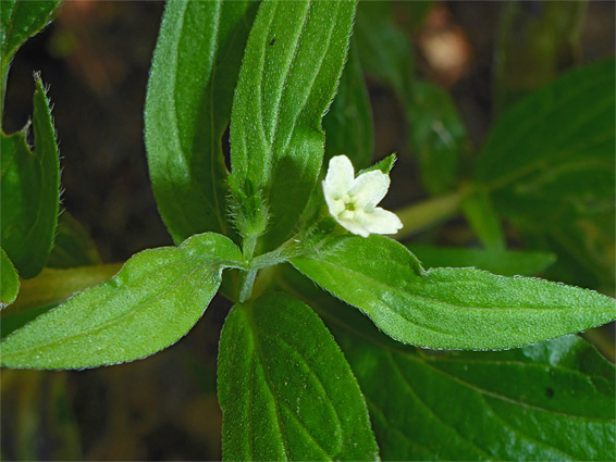 Common gromwell (lithospermum officinale), Lady Park Wood, Herefordshire