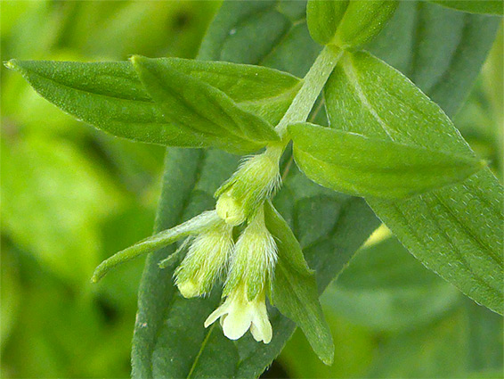 Hairy calyces