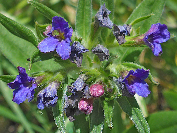 Hairy leaves and calyces