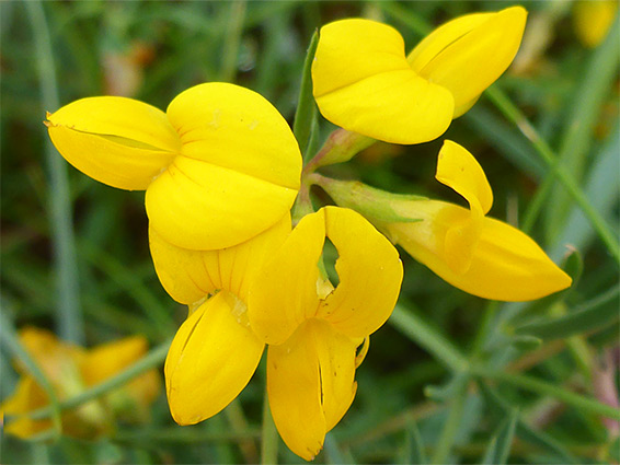 Lotus tenuis (narrow-leaved bird's-foot trefoil), Goldcliff Pill, Newport