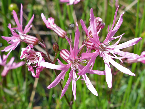 Ragged robin (lychnis flos-cuculi), Edgehills Bog, Gloucestershire