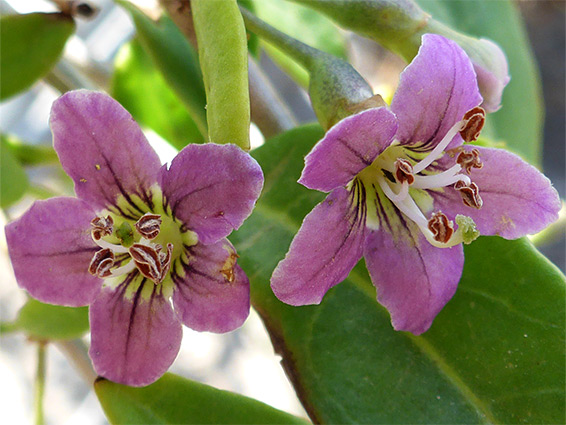 Lycium barbarum (Duke of Argyll's-teaplant), beside the coast path at Severn Beach, Gloucestershire