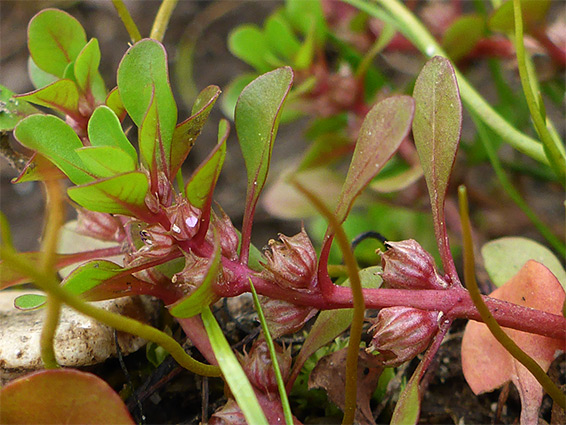 Water purslane (lythrum portula), Stoney Cross, New Forest, Hampshire