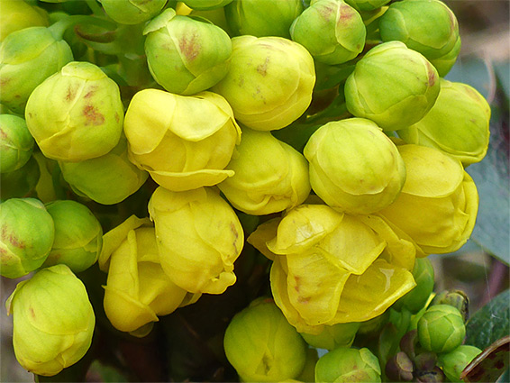 Mahonia aquifolium (Oregon grape), Bramshill Plantation, Hampshire