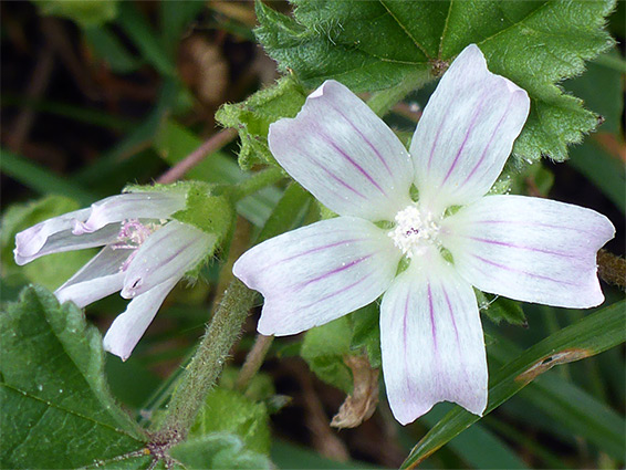 Malva neglecta (dwarf mallow), Sand Point, Somerset