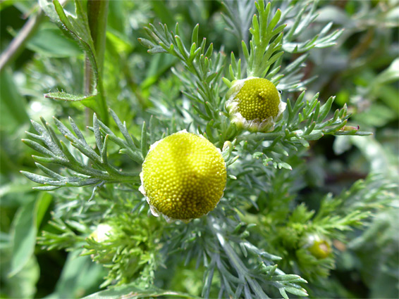 Matricaria discoidea (pineappleweed), Barrow Wake, Gloucestershire