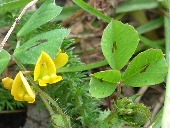 Spotted medick (medicago arabica), Stoke Gifford, Bristol