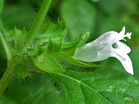 Melissa officinalis (lemon balm), Frenchay Pond, Bristol