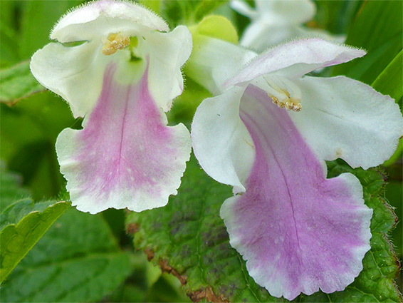 Melittis melissophyllum (bastard balm), Mouthmill Beach, Devon