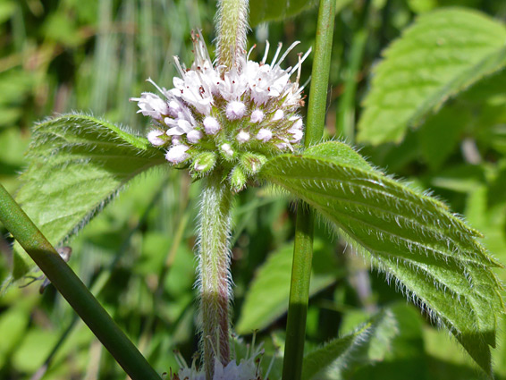 Mentha arvensis (corn mint), The Rough, Devon