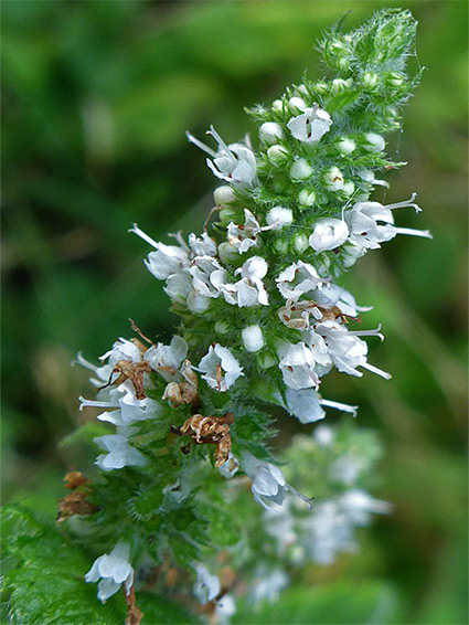 Round-leaved mint (mentha suaveolens), Forest of Dean, Gloucestershire
