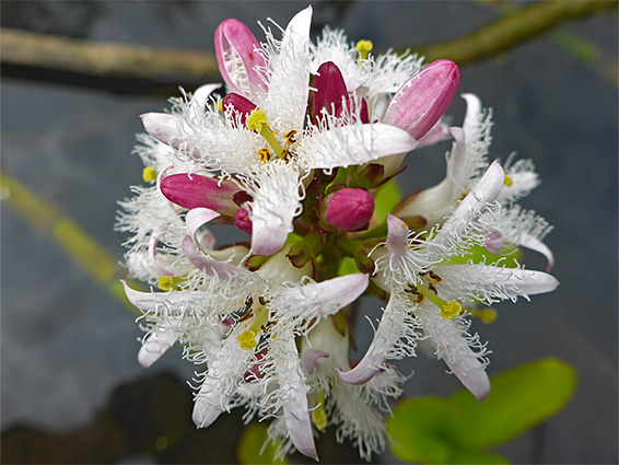 Menyanthes trifoliata (bogbean), Frenchay Pond, Gloucesterehire