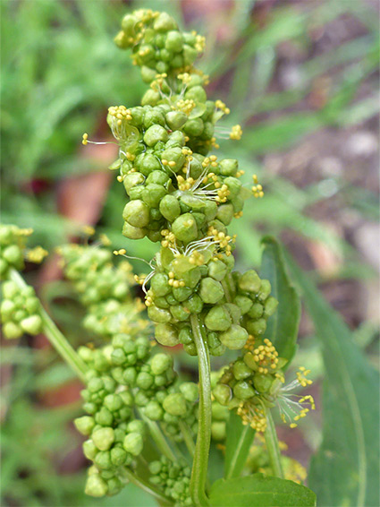 Mercurialis annua (annual mercury), Harry Stoke, South Gloucestershire