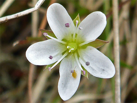 Minuartia verna (spring sandwort), Priddy Mineries, Somerset