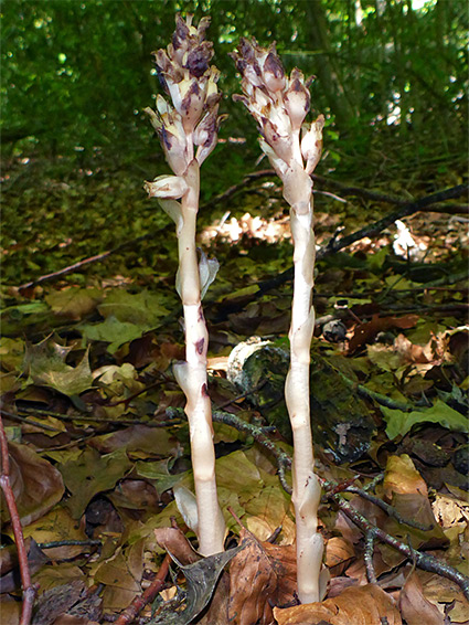 Stems and flowers