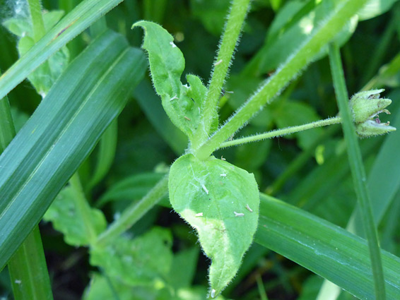 Stem and leaves