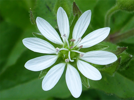 Water chickweed (myosoton aquaticum), Blagdon Lake, Somerset